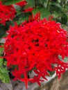 Flower red summer nice home pictur Royalty Free Stock Photo