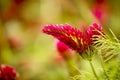 Flower of red trefoil in the green field