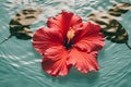 Flower red tropical summer hibiscus petal water plant beauty nature Royalty Free Stock Photo