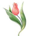 flower of red tulip, hand drawn illustration. Royalty Free Stock Photo