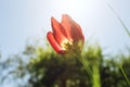 A flower of a red tulip in the light of a sunset in the spring afternoon. Close-up, soft focus. lens flare from sun Royalty Free Stock Photo