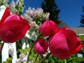 Flower red tulip white fence babies breath