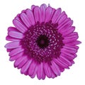 Flower red-violet maroon Gerbera isolated on white background. Close-up. Element of design Royalty Free Stock Photo