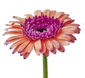 Flower red-violet orange Gerbera isolated on a white background. Close-up. Flower bud on a green stem Royalty Free Stock Photo