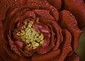 Flower red with water drops portrait Royalty Free Stock Photo