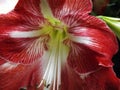 Close up of red and  white lily Royalty Free Stock Photo