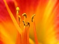 Flower red yellow azalea