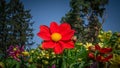 The flower is red with a yellow core,a beautiful flower in the garden against the background of the sky and trees,a close-up Royalty Free Stock Photo