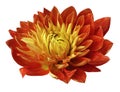 Flower red-yellow dahlia is blooming. Flower isolated on white background with clipping path no shadows. For design. Close-up. Royalty Free Stock Photo