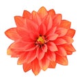 Flower red yellow dahlia isolated on white background. Close-up. Royalty Free Stock Photo