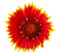 Flower red yellow gaillardia isolated on a white background. Close-up. Royalty Free Stock Photo