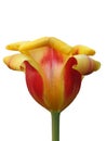 The flower of a red and yellow parrot tulip with petals characteristically curling Royalty Free Stock Photo