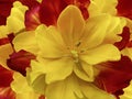 Flower red-yellow tulip. floral collage. Flower background. Close-up.