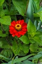 Flower red ziniya with a garden in the village. Summer landscape