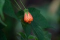 Flower of a redvein abutilon, Callianthe picta Royalty Free Stock Photo