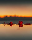 Flower reflections on water during sunset Royalty Free Stock Photo