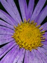 A flower refreshed by rain