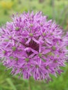 A flower that resembles fireworks in its form.