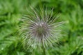 Wildflower that resembles hairballs in Iceland