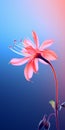 Minimalist Mobile Wallpaper: Elegant Columbine On Bright Blue And Pink Background Royalty Free Stock Photo