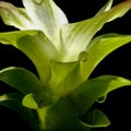 FRONT VIEW OF RHIZOME FLOWER ON A BLACK