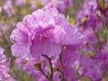 Flower of Rhododendron dauricum Royalty Free Stock Photo