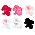 Flower rhododendron mountain shrub red,pink, light pink, white , outline and silhouette on a white background vintage bloom six v