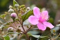 The flower of Rhodomyrtus tomentosa