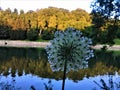 Flower, river, reflection and nature