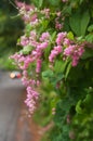 Flower road with automotive lighting Royalty Free Stock Photo