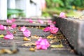 Pink rose petals on the ground