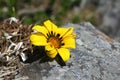 Flower and rock