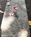 flower on rock cube on the side of the residential roa.