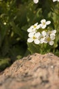 Flower and Rock