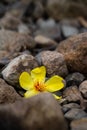 A contrasty flower in rocks Royalty Free Stock Photo