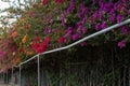 flower roof over the sidewalk along the fence Royalty Free Stock Photo