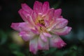 Chinese rose in the home garden with drops of rain.