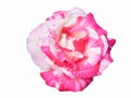 Flower `Rose`