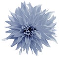 Light blue flower. isolated on the white background with clipping path.  Close-up.  Shaggy blue flower dahlia. Royalty Free Stock Photo