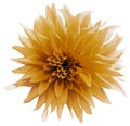 orange flower. isolated on the white background with clipping path. Close-up. Shaggy yellow flower dahlia. Nature Royalty Free Stock Photo