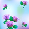 Flower, rose, blossom, bloom, floral, background,