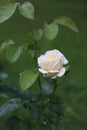 flower rose bush garden natural bud white Royalty Free Stock Photo