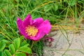 Flower rose with dew drops Royalty Free Stock Photo