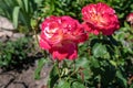 Flower Rose Double Delight in the garden. Royalty Free Stock Photo