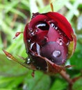 Flower Rose Drops Petals