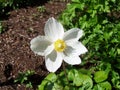 Flower Rose Drops Petals Royalty Free Stock Photo