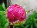 Flower Rose Drops Petals