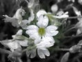 Flower Rose Drops Petals