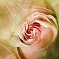 Flower rose. Floral yellow-pink background. Close-up.