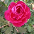 Flower of Rose full of fragnance petals Corolla